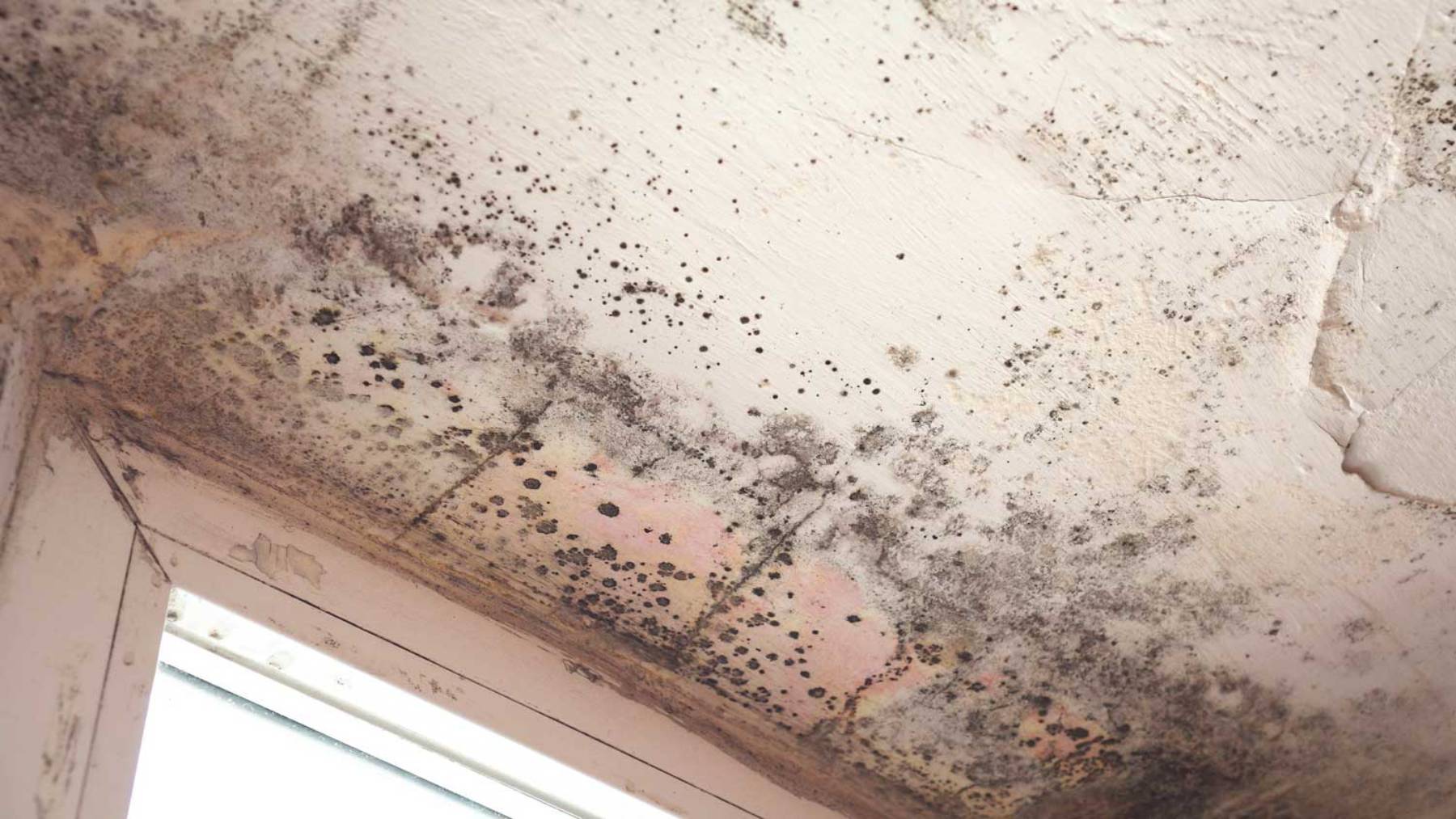 Mold